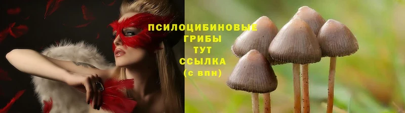 Псилоцибиновые грибы MAGIC MUSHROOMS  мега зеркало  Губкин 